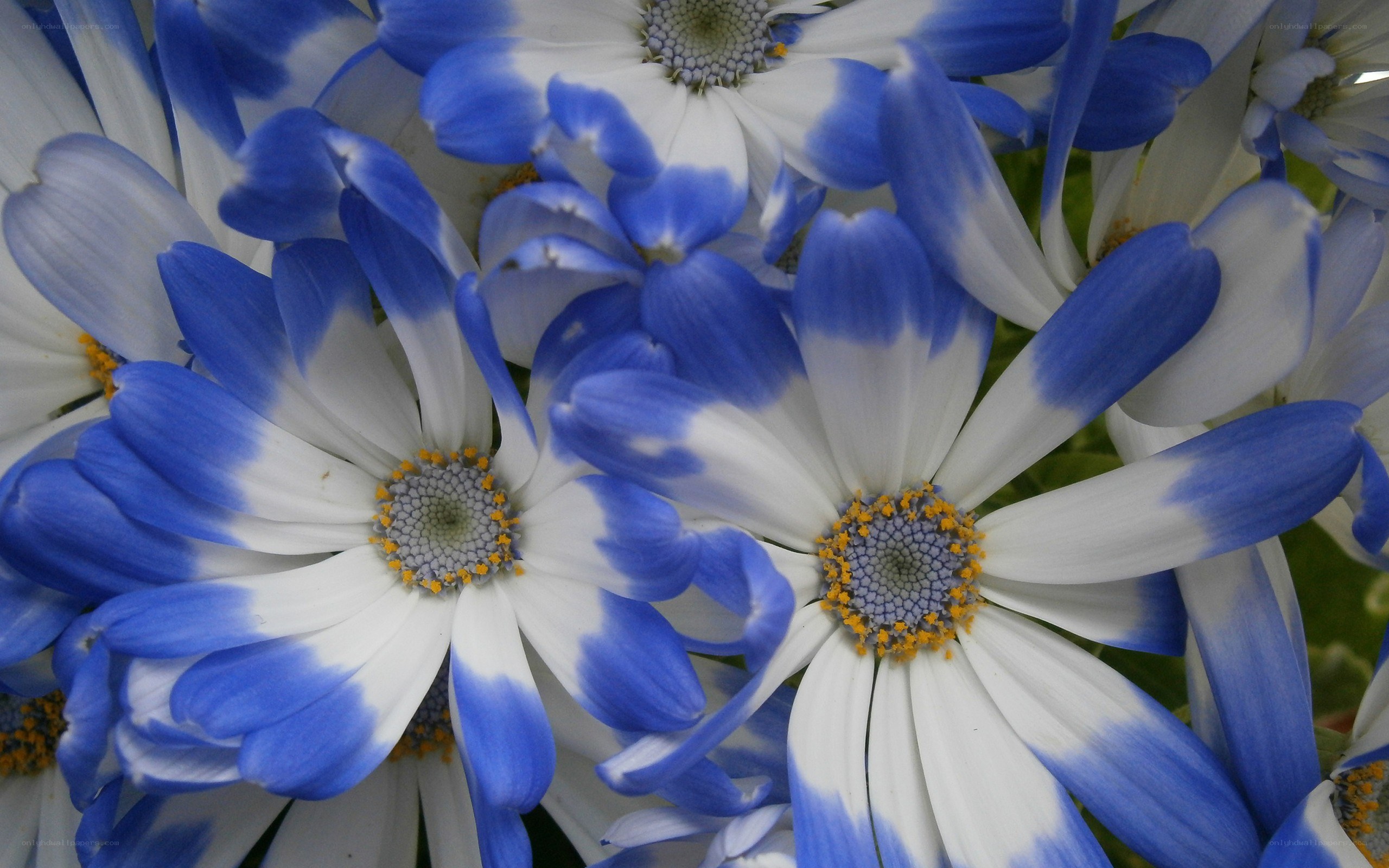 Blue and white daisies