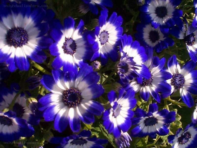 blue and white daisies