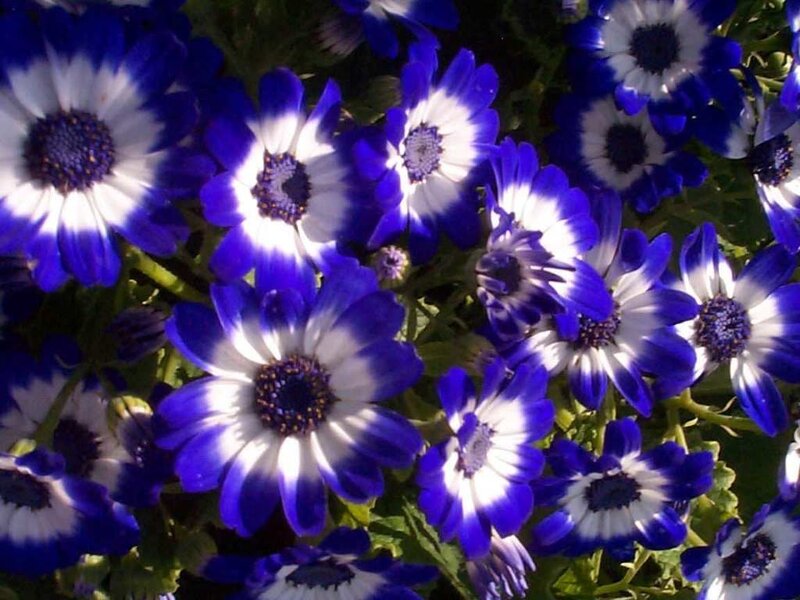 Blue and White Daisies — Calm, Afternoon, Photograph