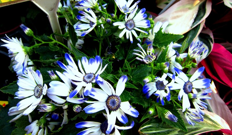 Blue and White Daisies — Calm, Afternoon