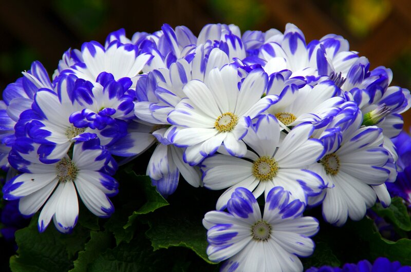 Blue and White Daisies — Calm, Photograph, Flowers, Leaves