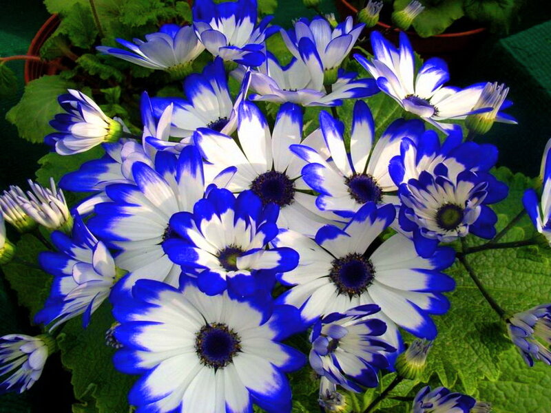 Blue and White Daisies — Calm, Photograph, Flowers