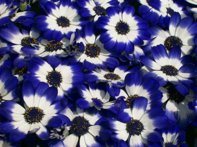 Blue and White Daisies — Calm, Photograph