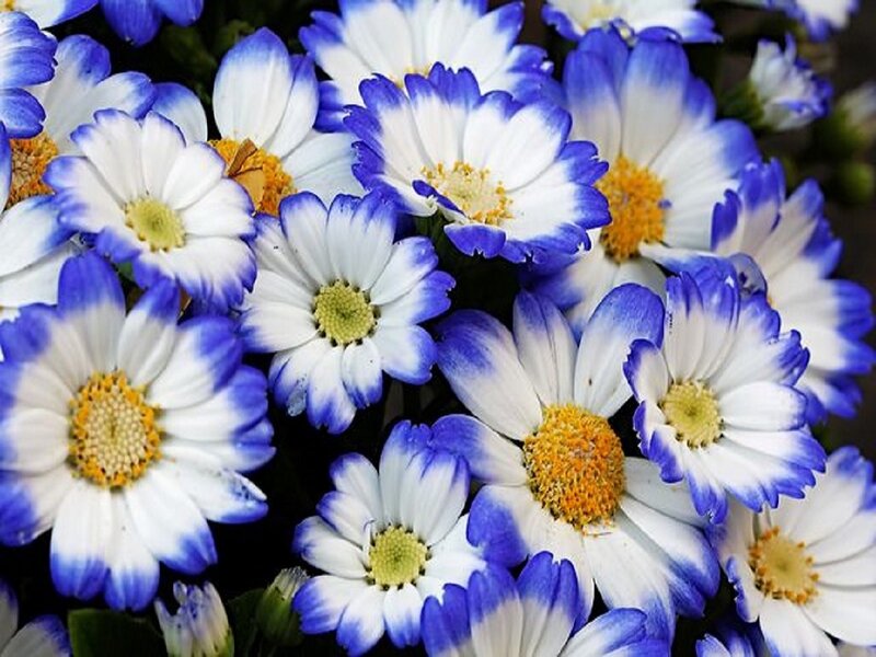Blue and White Daisies — Calm, Photograph, Yellow Centers