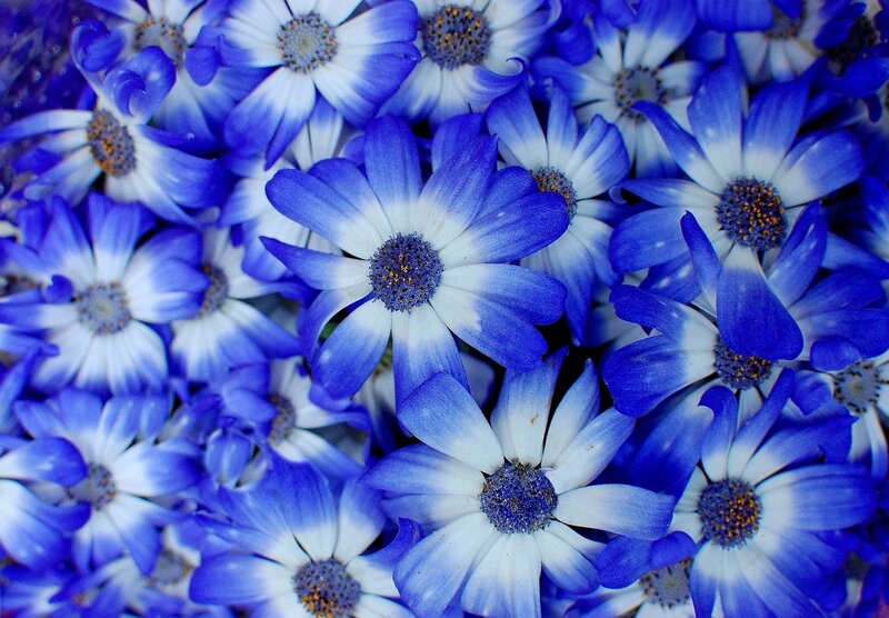Blue and White Daisies — Calm