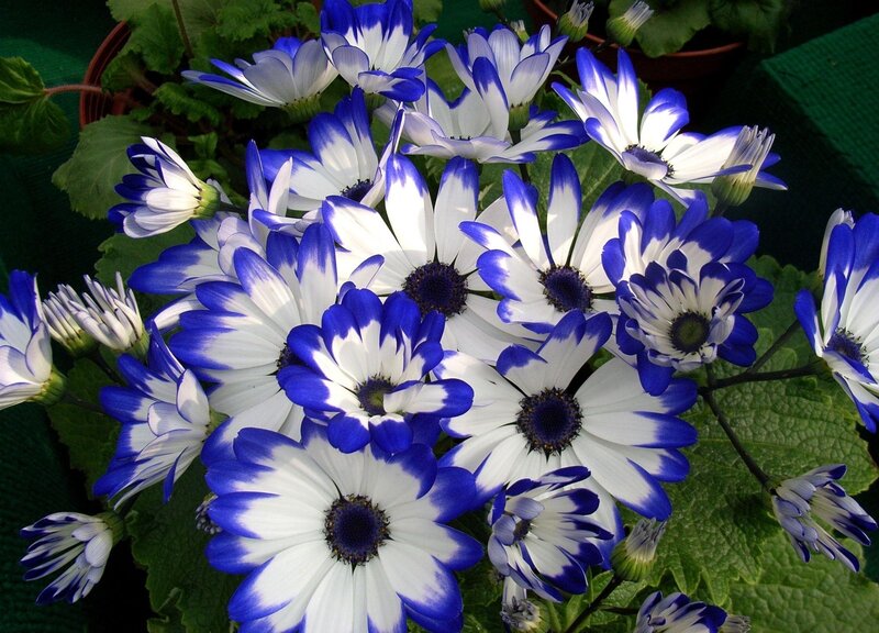 Blue and white daisies in bloom