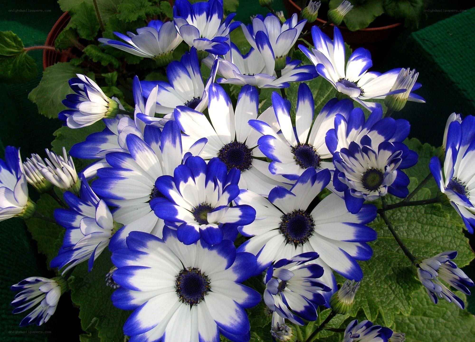 Blue and white daisies in bloom