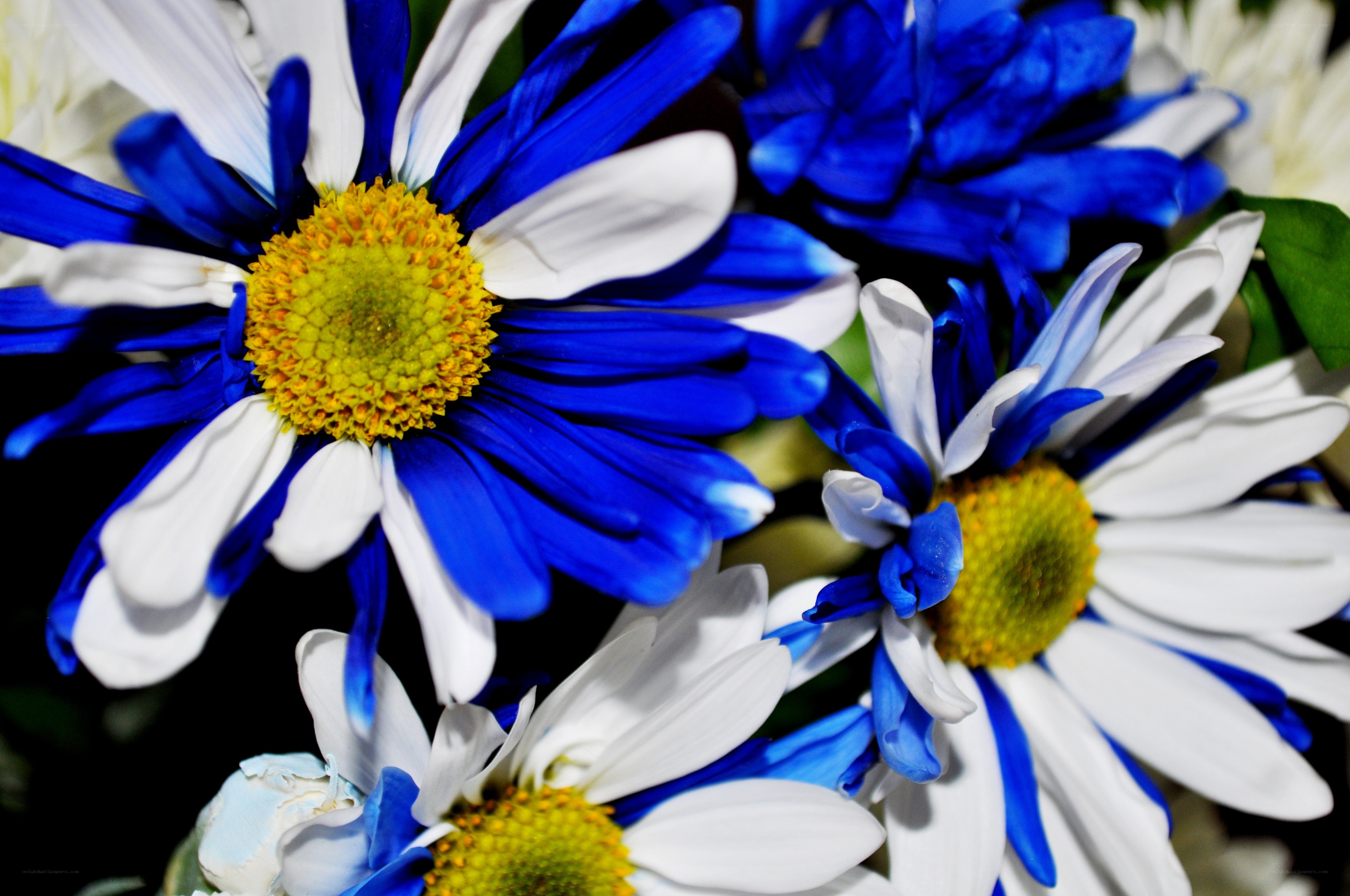 Blue and white daisies