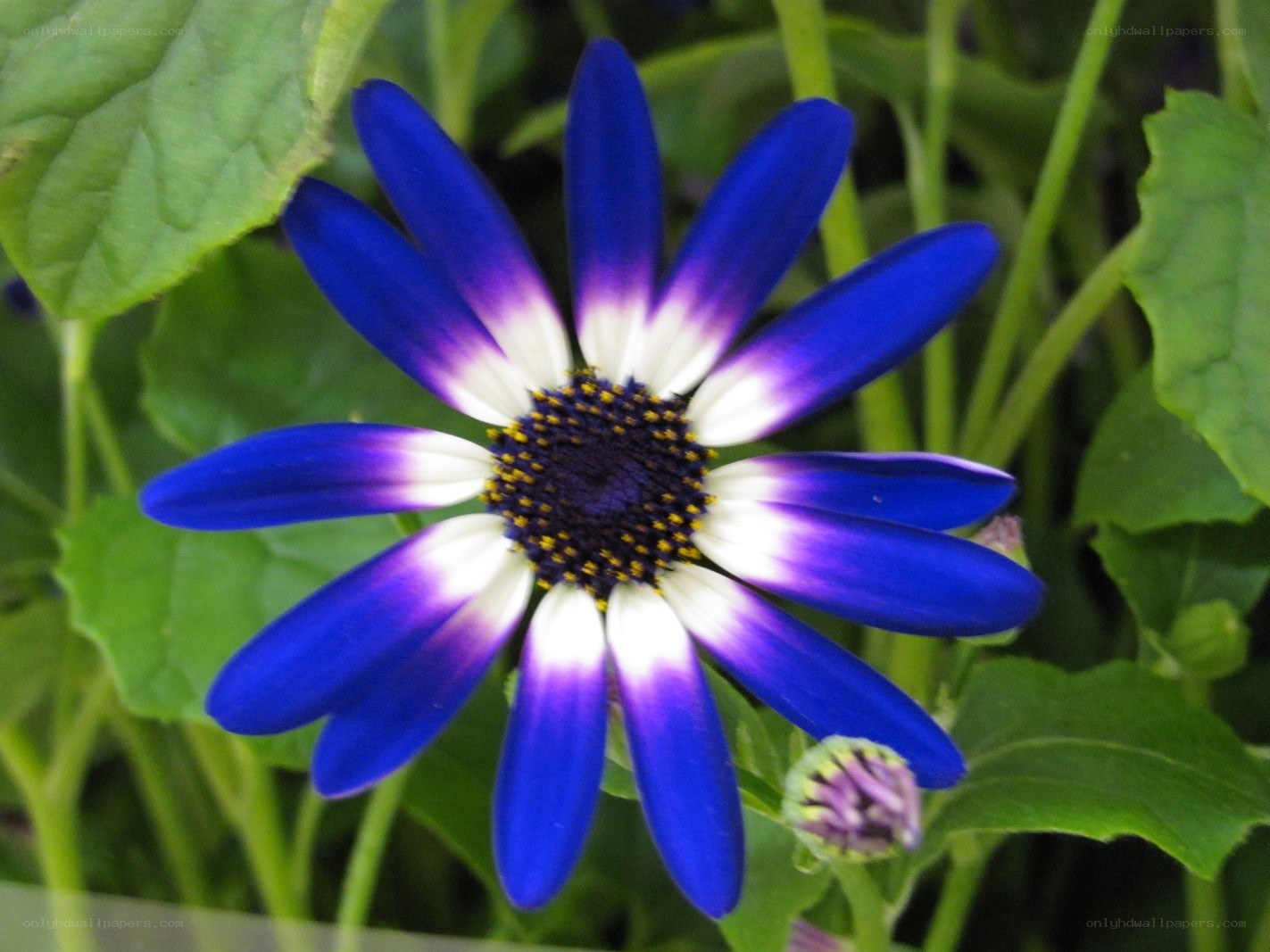 blue and white daisy flower