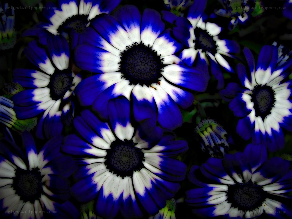Blue and white daisy flowers