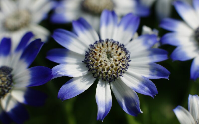 blue and white daisy flowers