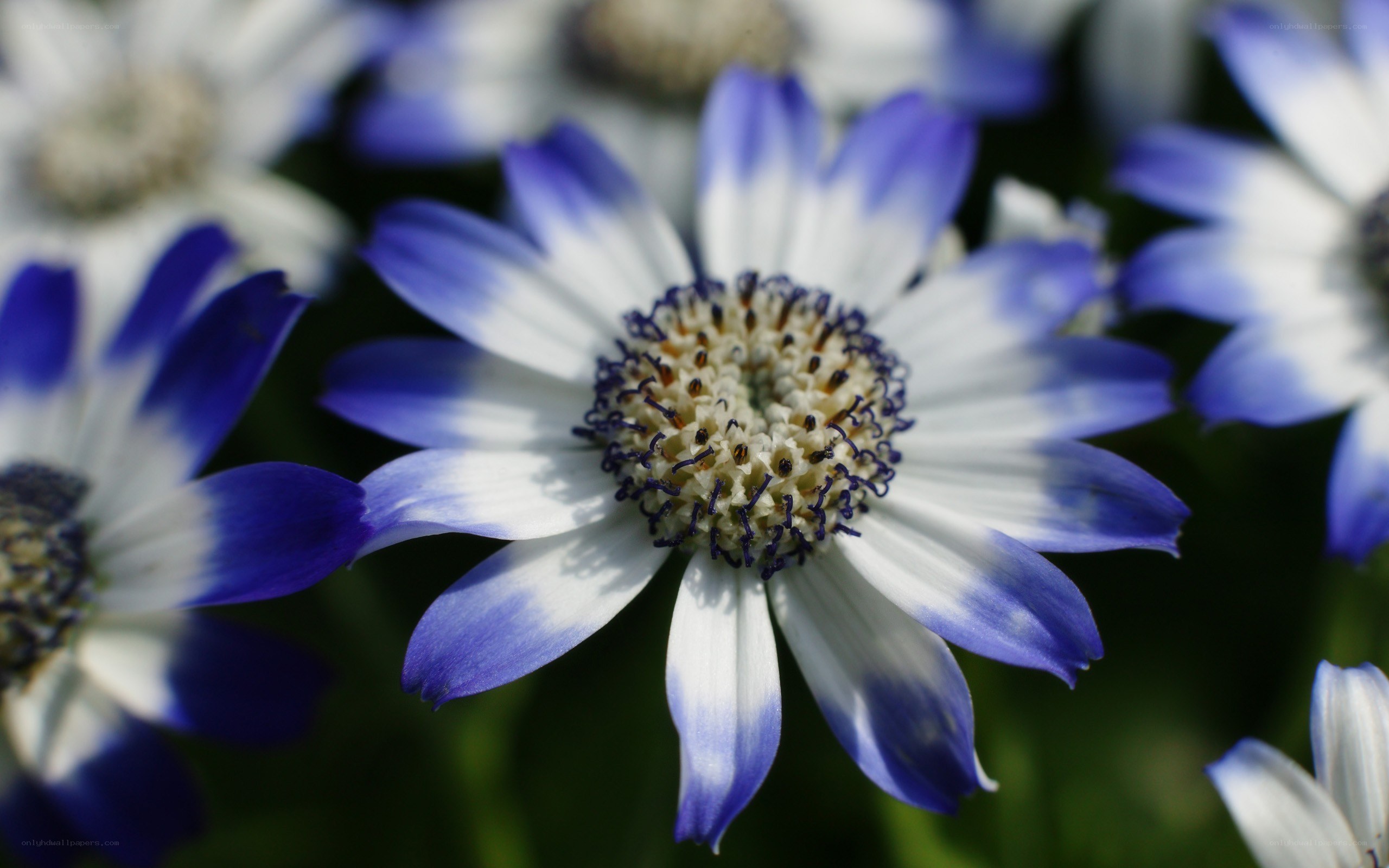 blue and white daisy flowers