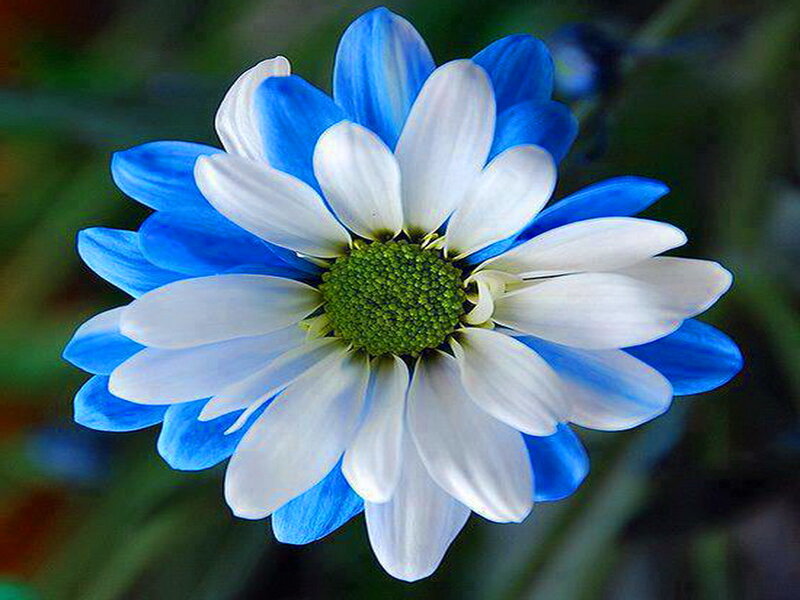 Blue and White Daisy