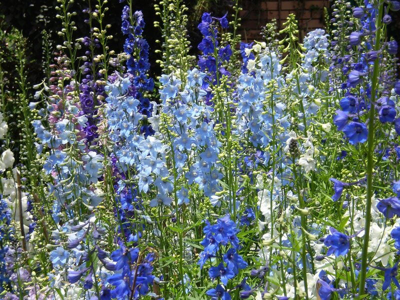 Blue and white delphiniums in bloom
