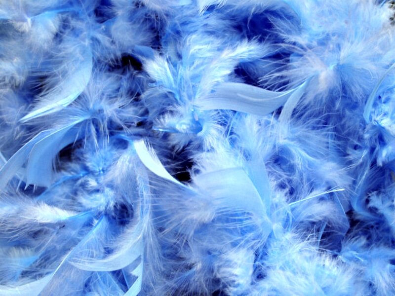 Blue and White Feathers — Soft, Photograph