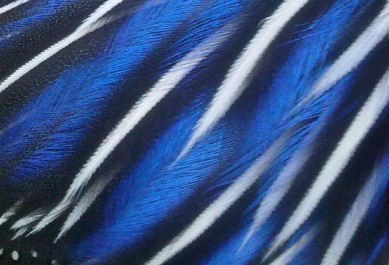 Blue and White Feathers