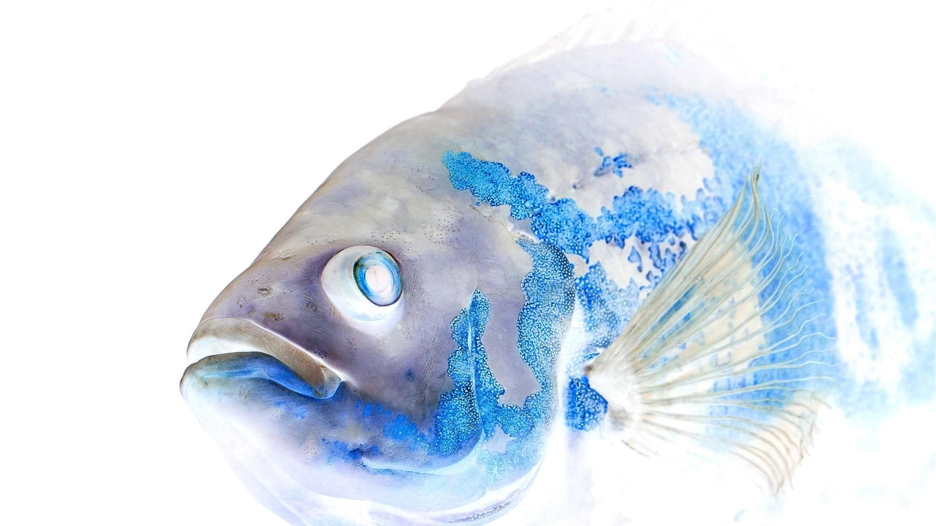 blue and white fish close-up