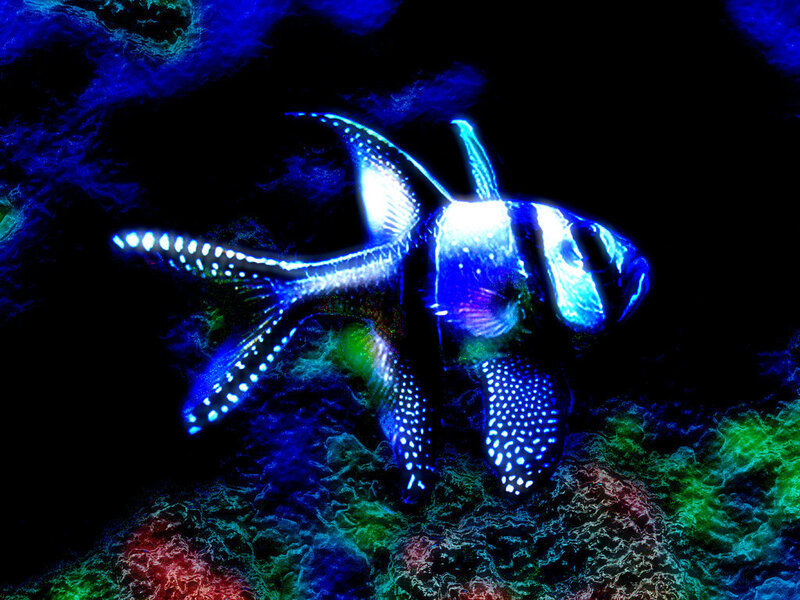 Blue and White Fish