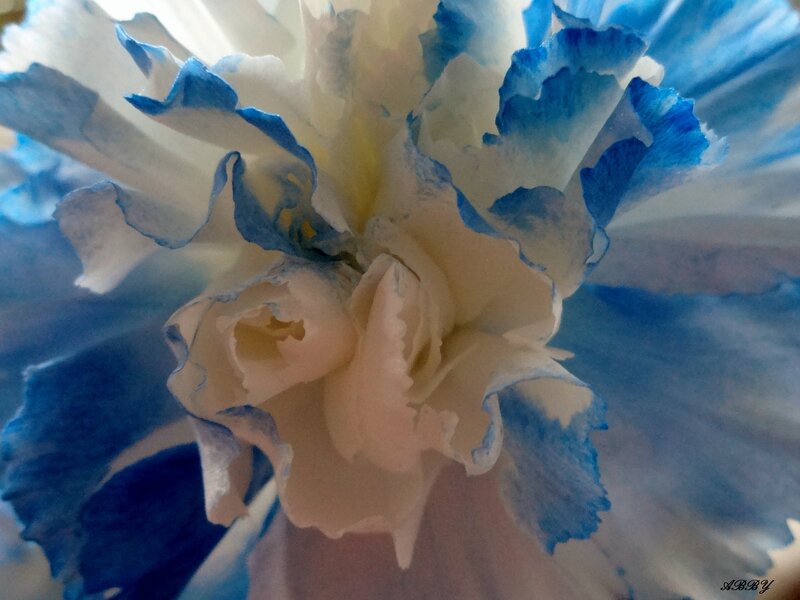 Blue and White Flower — Calm