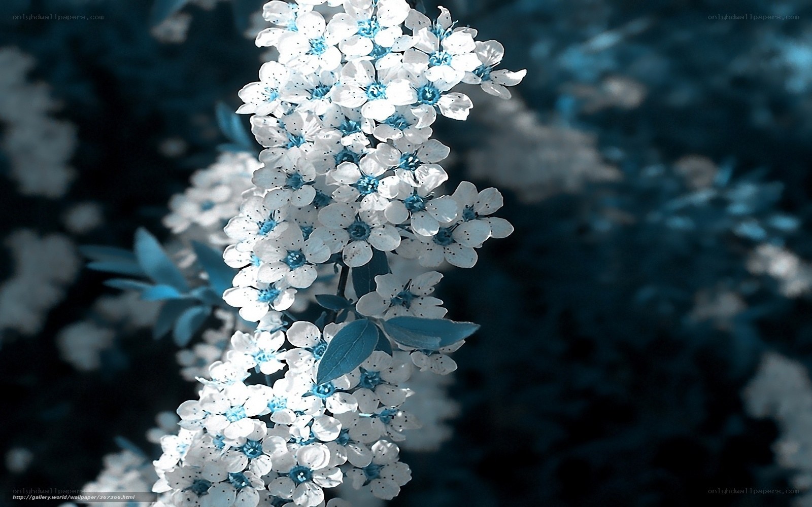 blue and white flower cluster