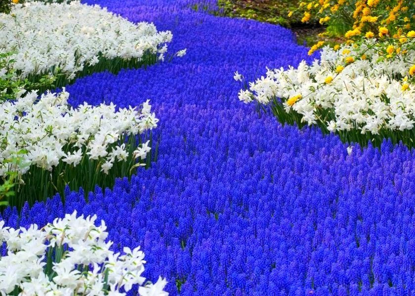 blue and white flower field