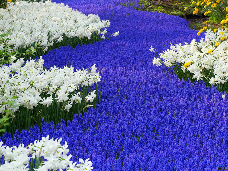 Blue and white flower fields