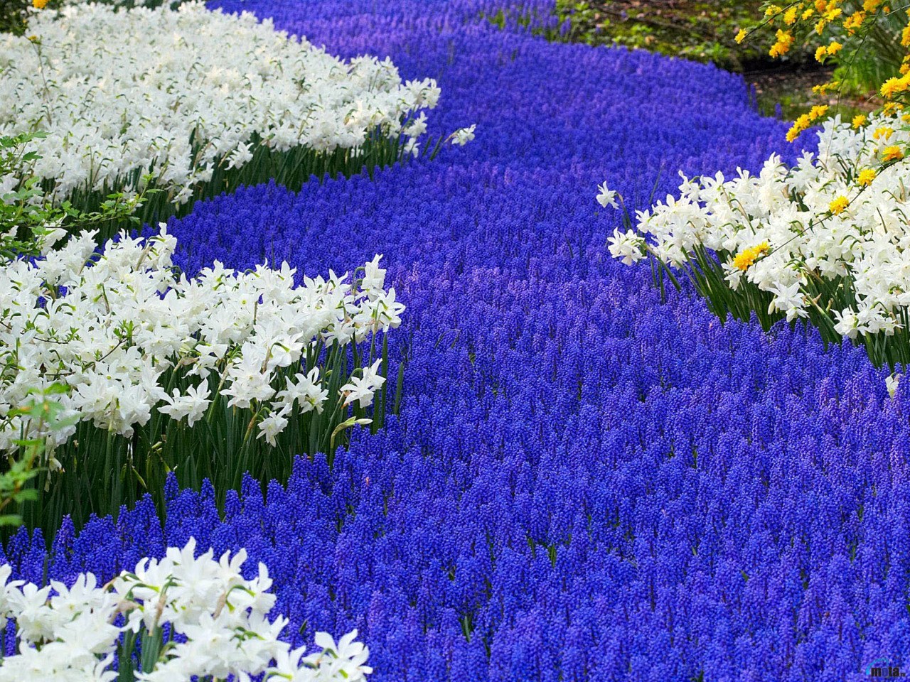 Blue and white flower fields