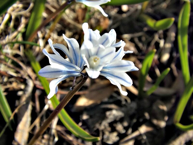 Blue and White Flower — Natural