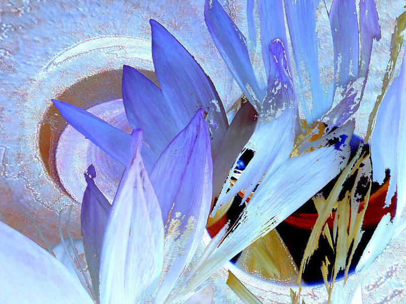 Blue and White Flower — Purple