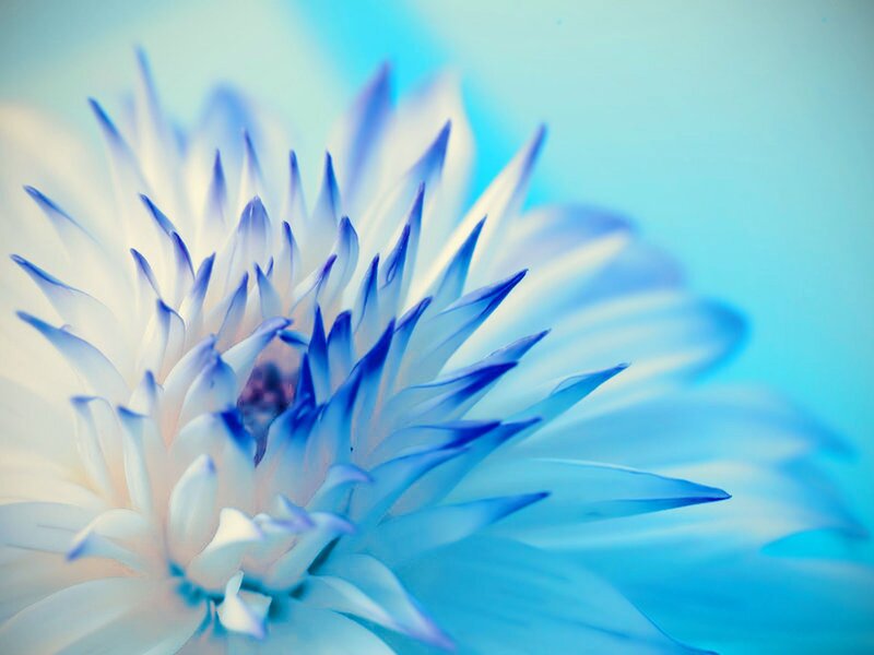 Blue and White Flower — Serene, Photograph, Petals