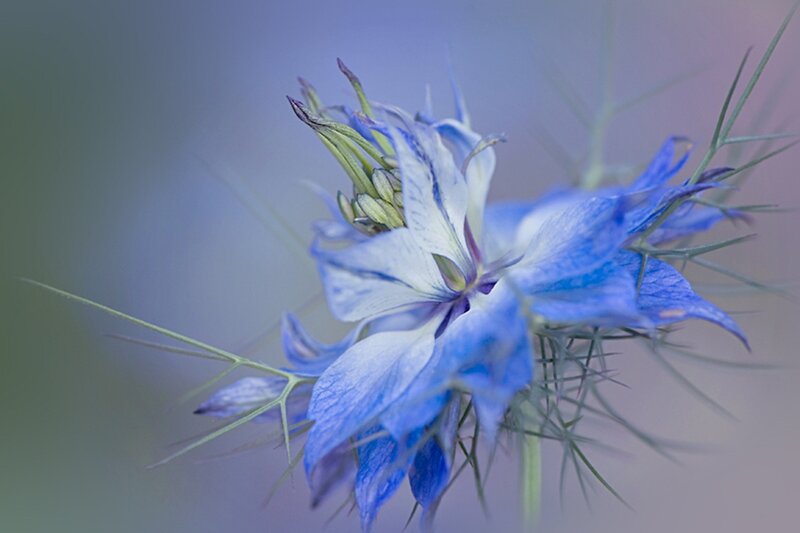 Blue and White Flower — Serene, Photograph