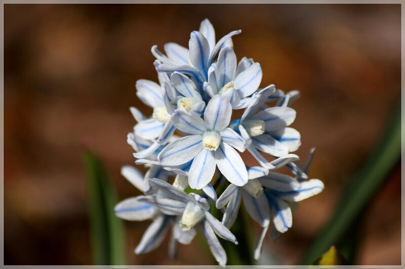 Blue and White Flower — Serene, Spring, Photograph