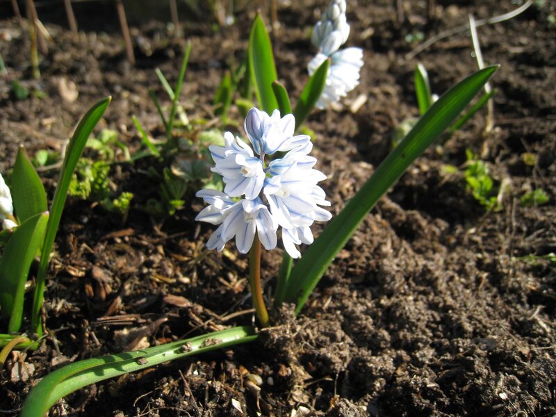 Blue and White Flower — Serene, Spring