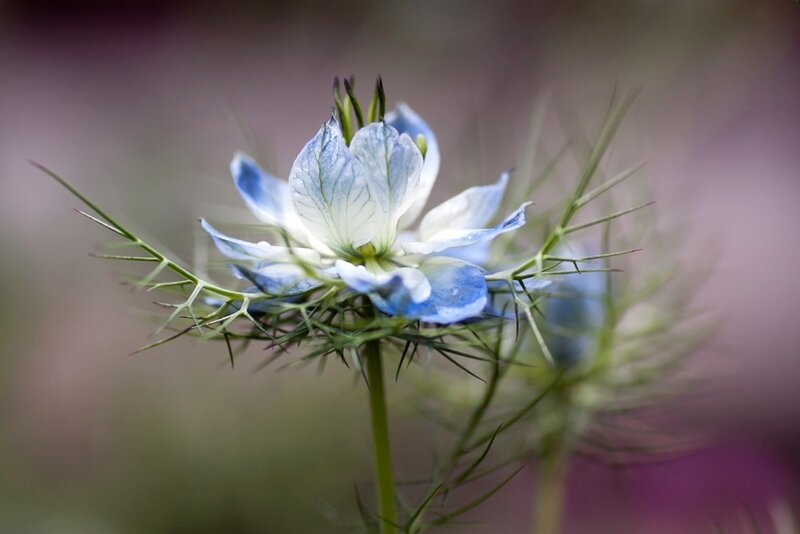 Blue and White Flower — Serene
