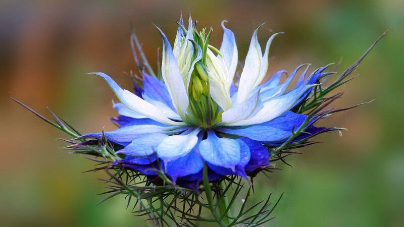 blue and white flower