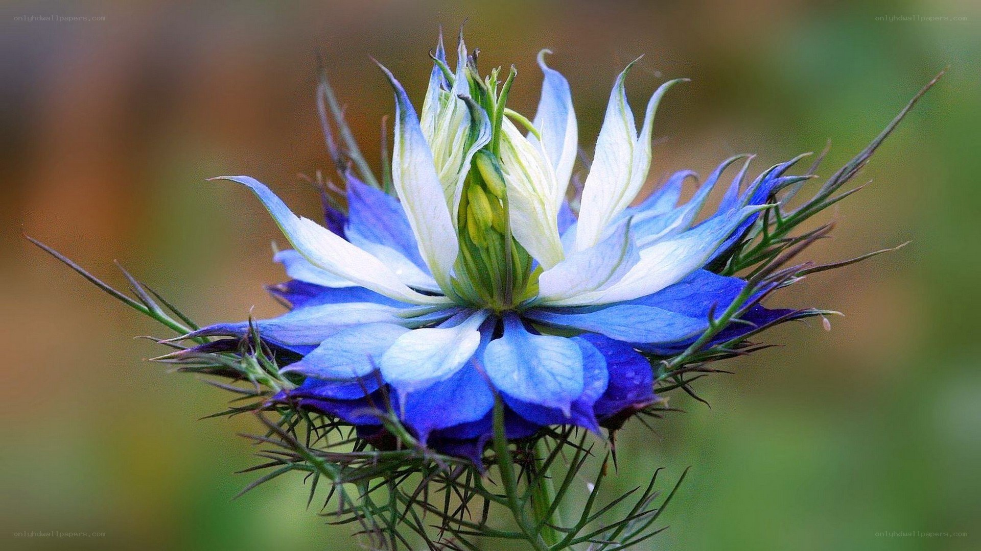blue and white flower