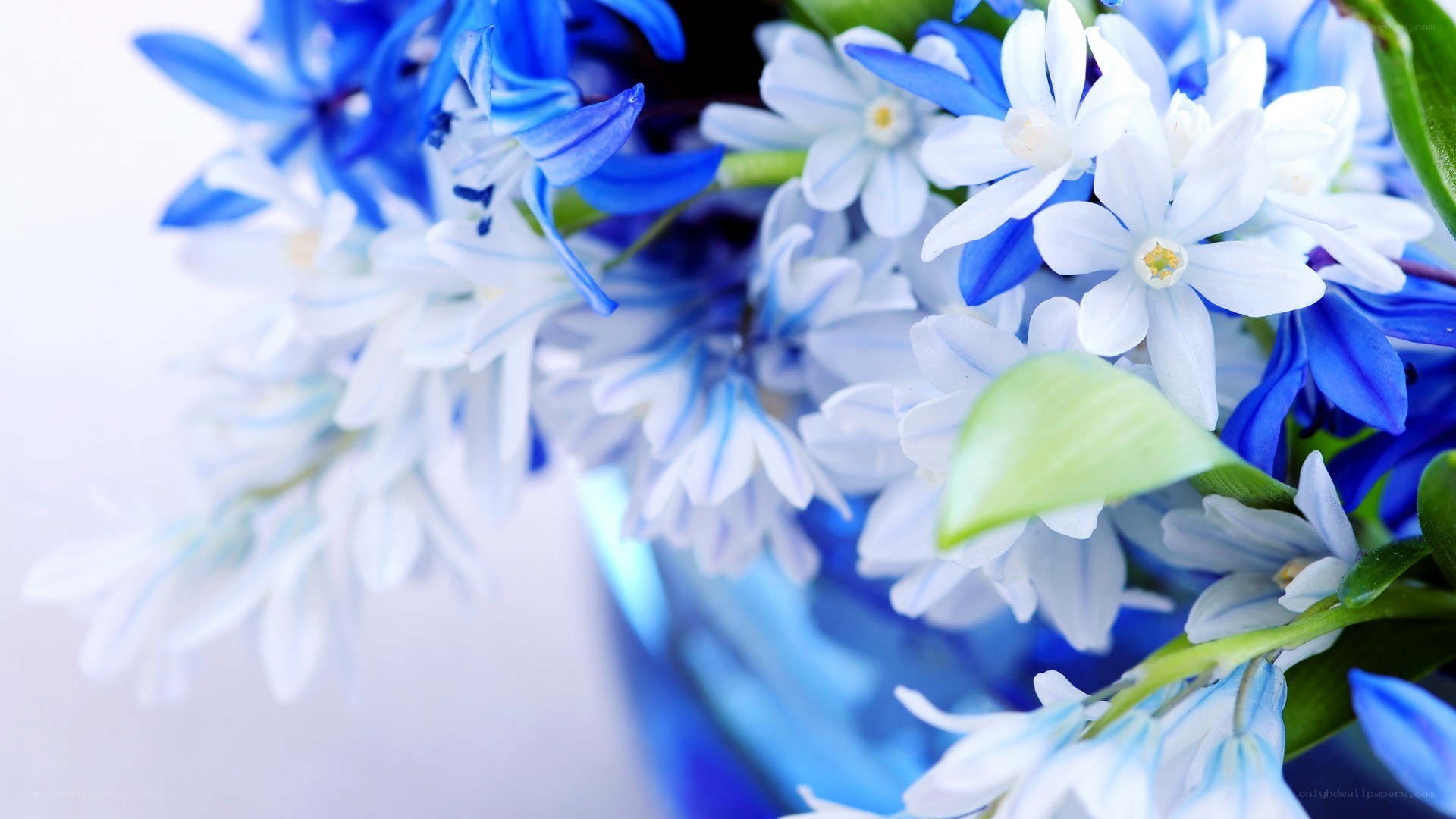 blue and white flowers