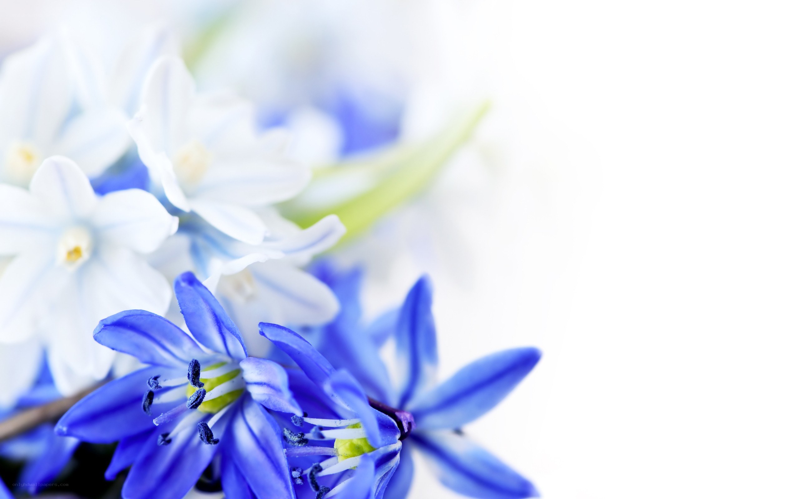 blue and white flowers