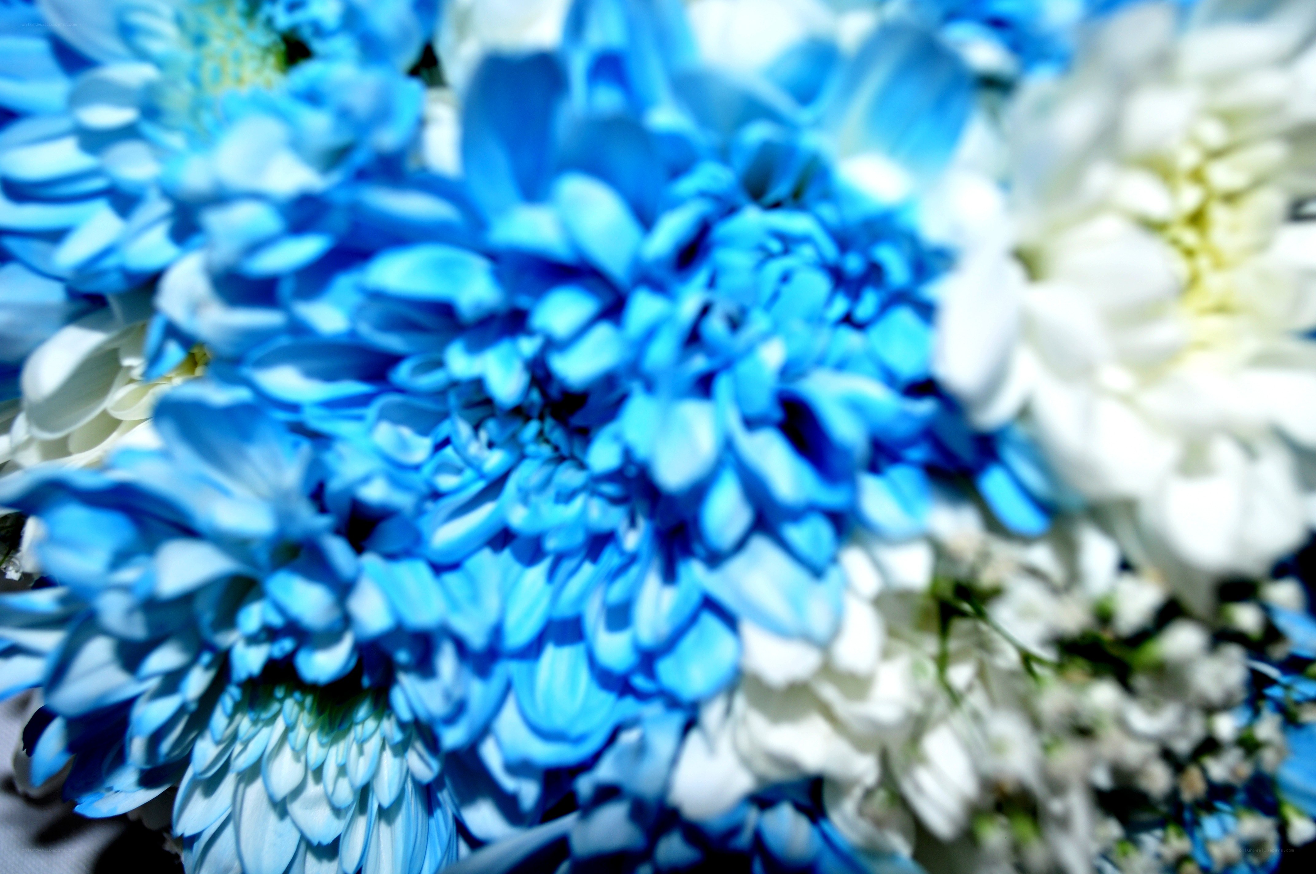 blue and white flowers