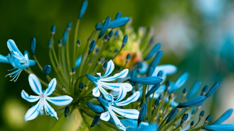 Blue and White Flowers — Calm, Afternoon
