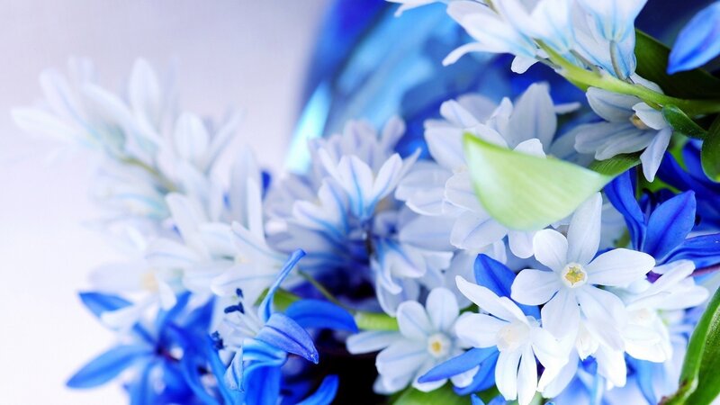 Blue and White Flowers — Calm, Photograph, Bouquet, Green Leaves