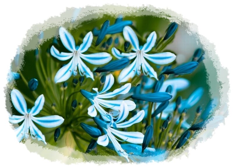 Blue and White Flowers — Calm, Photograph, Buds