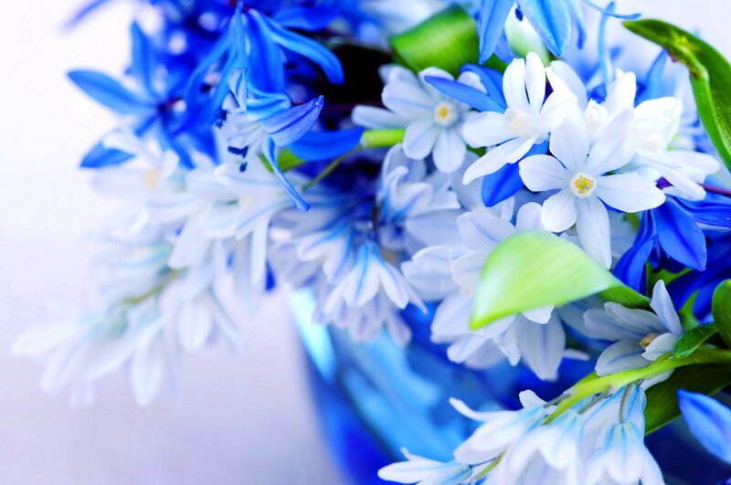 Blue and White Flowers — Calm, Photograph, Green Leaves