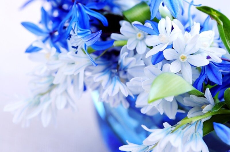 Blue and White Flowers — Calm, Photograph