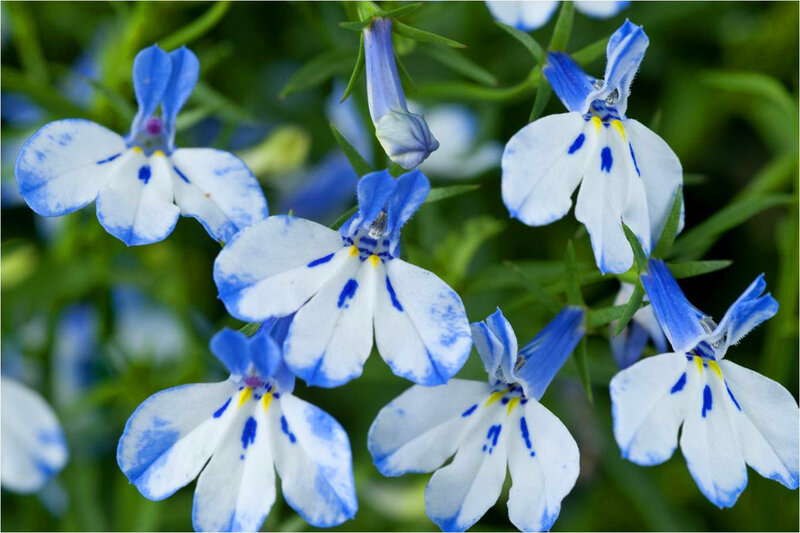 Blue and White Flowers — Calm, Spring, Photograph