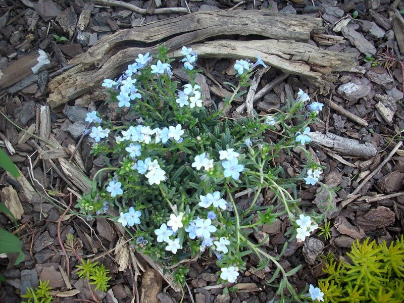Blue and White Flowers — Calm, Spring