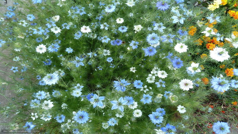 Blue and White Flowers — Calm, Summer, Photograph
