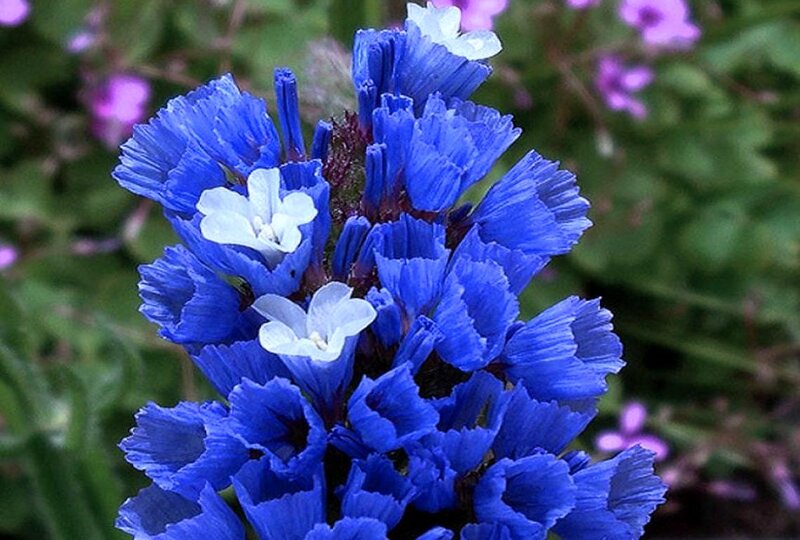Blue and White Flowers — Calm, Summer