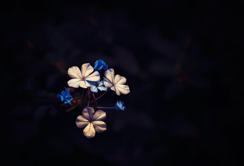 Blue and White Flowers — Dramatic, Night