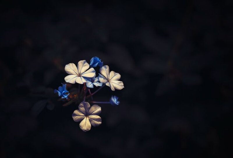 Blue and White Flowers — Dramatic